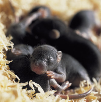 Helmholtz Forschungsgemeinschaft - Animal welfare