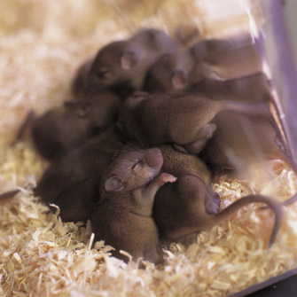 Helmholtz Forschungsgemeinschaft - Nomenclature