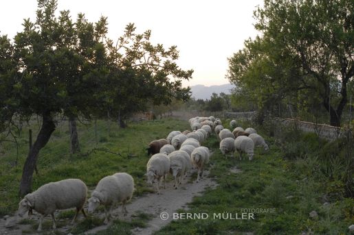 Mallorca - emotion Magazin